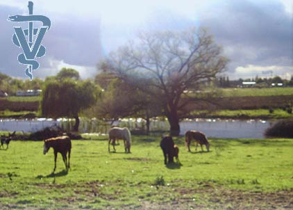 Clovis equine
